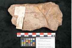 Foto (Objekt + Etikett) von Podozamites malvernicus Ettingshausen (NHMW-GEO-2024-0188-10326)